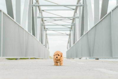 Portrait of a dog on road
