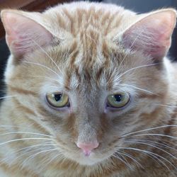 Close-up portrait of cat