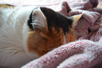 Close-up of cat sleeping