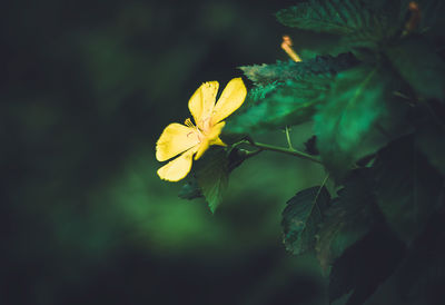 Close-up of yellow flowering plant