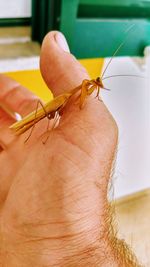 Close-up of insect on hand