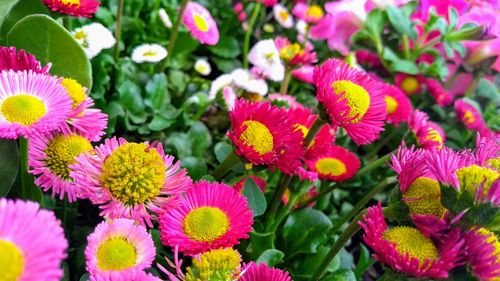 Close-up of pink flowering plants