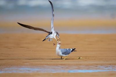 Seagull flying over beach