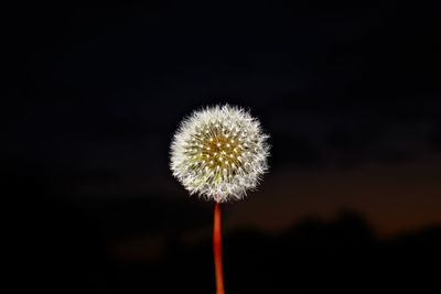 Close-up of dandelion against blurred background