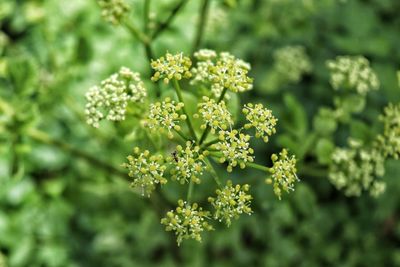 Close-up of flowers blooming outdoors