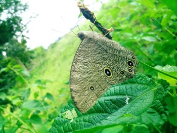 Close-up of butterfly on leaves