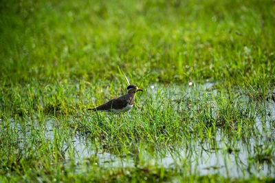 Bird perching on grass
