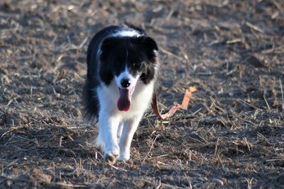 Dog running in a field