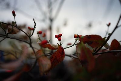 Close-up of leaves on twig