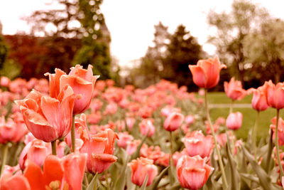 Close-up of flowers blooming outdoors