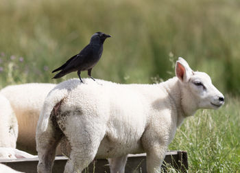 Raven on sheep