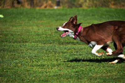 Dog running on field