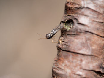 Close-up of insect on tree trunk