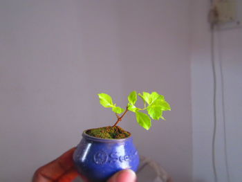 Close-up of hand holding small plant