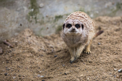 Portrait of meerkat on sand