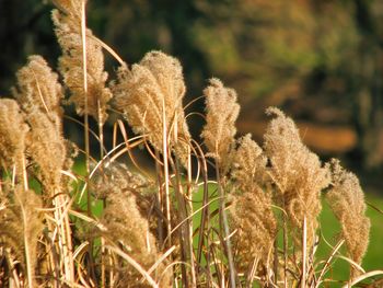 Close-up of reed growing in field