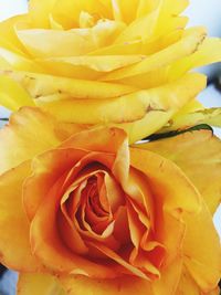 Close-up of rose