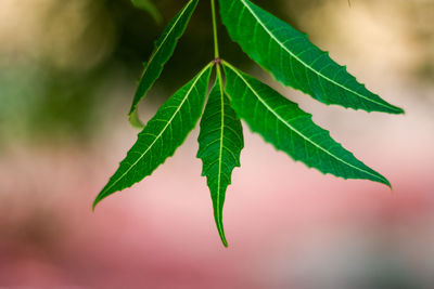 Close-up of leaves