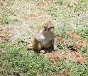 Monkey sitting on field