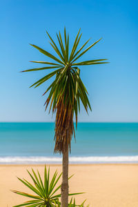 Palm tree on beach against clear sky