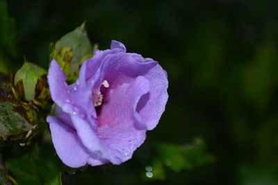 Close-up of wet purple rose flower