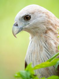 Close-up of eagle