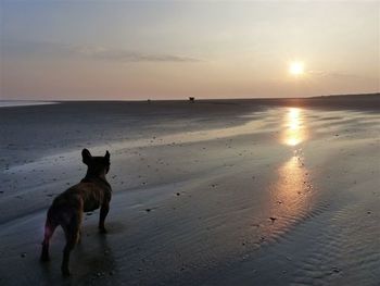 Dog on beach at sunset