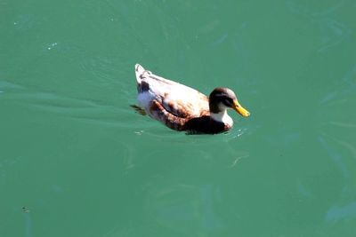 High angle view of swan swimming in lake