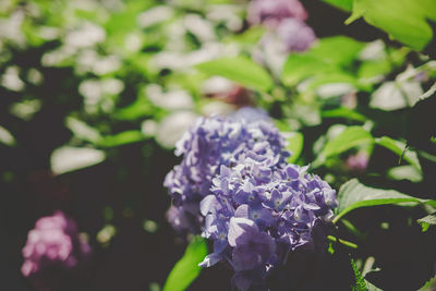 Close-up of purple flowering plant