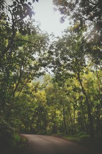 Trees in forest