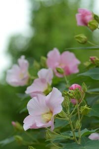 Close-up of pink flowering plant