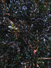 Full frame shot of plants