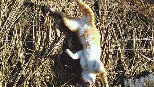 Directly above shot of cat lying on hay during sunny day