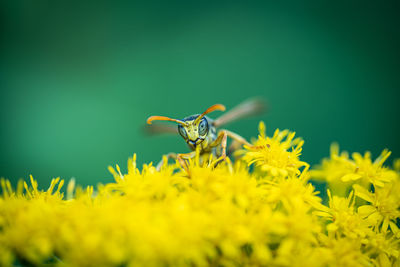 Close-up of insect on yellow flower