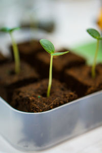 Close-up of plant growing in mud