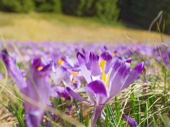 Close-up of purple crocus flowers on field