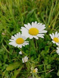 Close-up of white flowers blooming on field