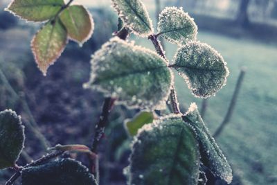 Close-up of frozen plant