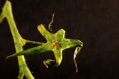 Close-up of insect on leaf against black background