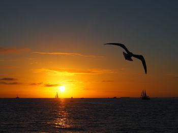 Silhouette of bird flying over sea during sunset