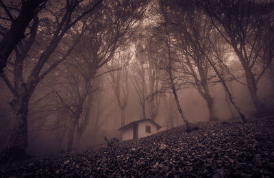 View of small abandoned haunted house in the enchanted wood with fog