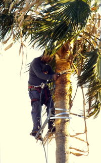 Low angle view of palm trees