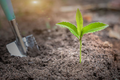 Close-up of small plant growing on field