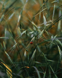 Close-up of spider on web