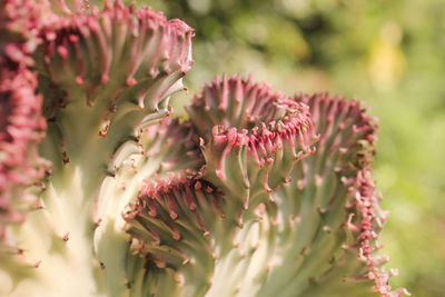 Close-up of pink succulent plant