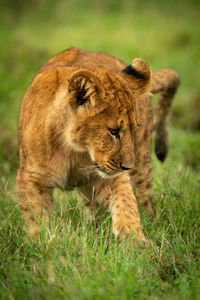 Lion in a field