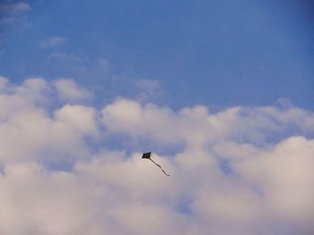 Low angle view of bird flying in sky