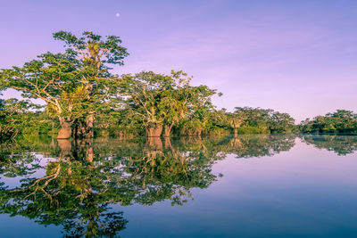 Amazon rainforest and river landscape at sunrise