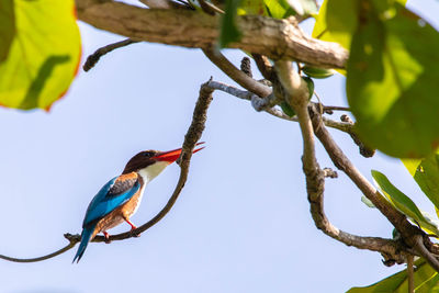 Low angle view of bird perching on branch