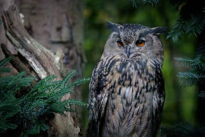 Portrait of owl perching on tree